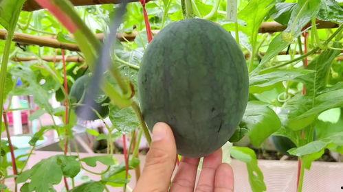 最近吃瓜哪里看,最新资讯一手掌握