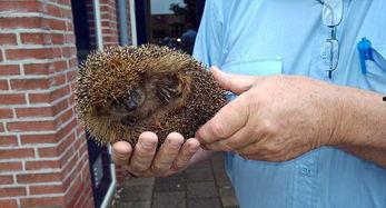 郑州新闻刺猬吃瓜,刺猬吃瓜引发热议,网友热议动物界的“美食奇观”