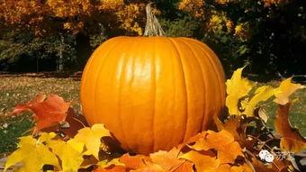 北海路吃瓜,一场热闹非凡的吃瓜盛宴