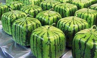 优质公司放水吃瓜,揭秘优质公司“放水吃瓜”背后的商业策略