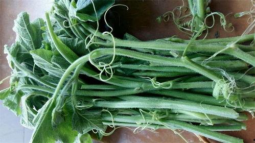 专吃瓜尖的南瓜是什么瓜,揭秘“专吃瓜尖”的神秘南瓜品种