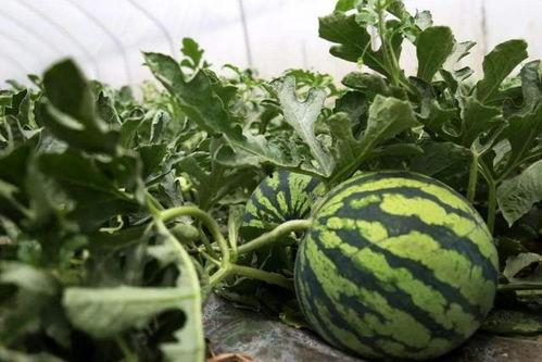 玉兰路吃瓜,一场热闹非凡的吃瓜盛宴