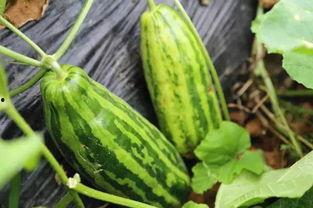 梦见卖小瓜吃瓜什么意思,卖小瓜吃瓜背后的寓意与启示