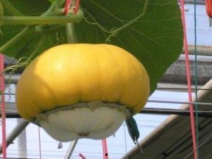 香炉瓜怎么吃,解锁美味新体验