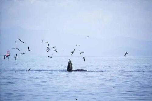 吃瓜的鲸,揭秘海洋中的“美食家”