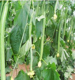 牧南吃瓜密码,探寻娱乐圈幕后真相