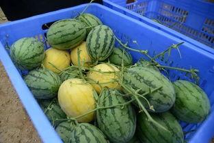 吃瓜网群,网络舆论场中的“瓜田”风云