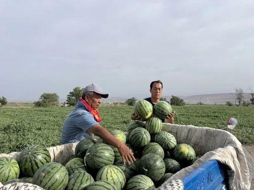 旧街 吃瓜,揭秘吃瓜群众的趣味生活