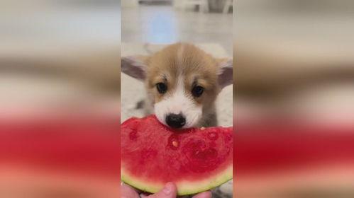 幼犬吃蒸瓜,蒸瓜的独特魅力