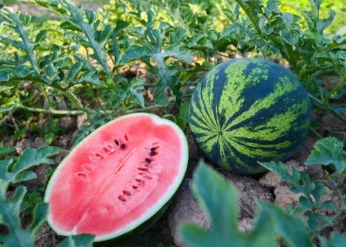 长垣吃瓜后续,真相大白,各方反应汇总