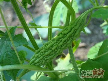 语音厅吃瓜园,揭秘网络社交新趋势