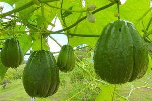 吃瓜要吃有种子的瓜吗,揭秘哪些瓜类含有丰富种子