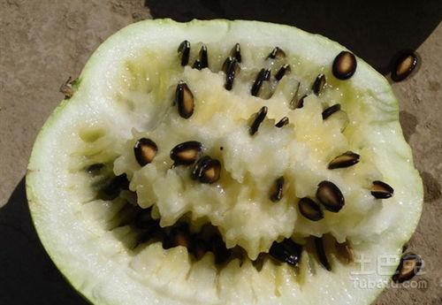 付籽瓜怎么吃,解锁健康美味新选择