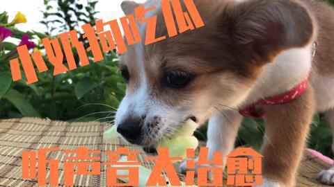 吃瓜被抓到狗狗,狗狗成关键线索揭秘事件真相