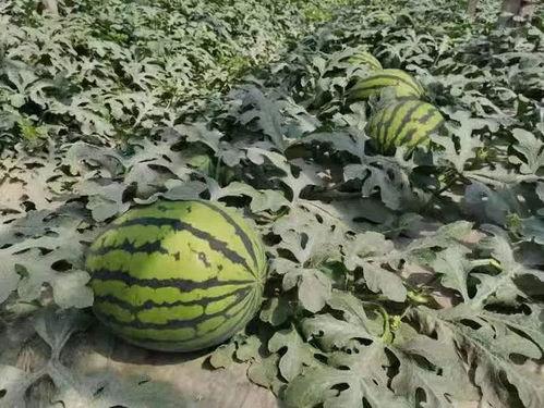 寿光屋顶吃瓜,瓜果飘香,夏日清凉盛宴