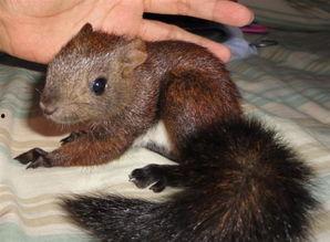 魔王松鼠吃松瓜,一场奇幻森林的美食冒险