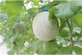 看人家吃蜜瓜,共享甜蜜时光